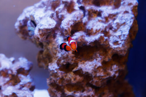 clownfish and live rocks in a fluval evo 13.5